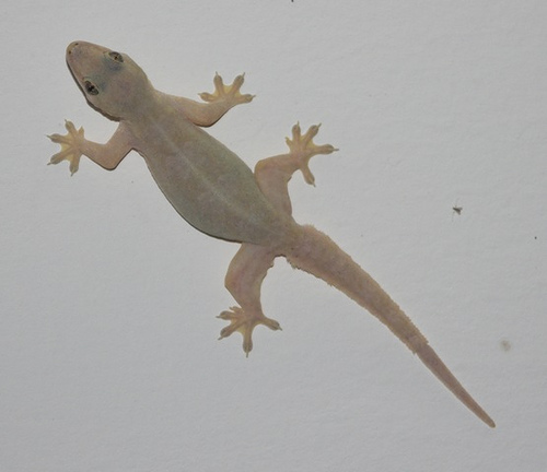 House Lizard PNG - 45580