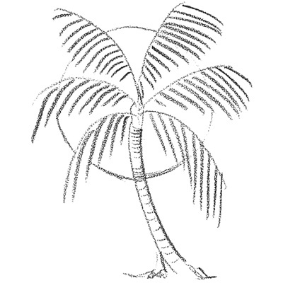 How to Draw Palm Trees in Fro