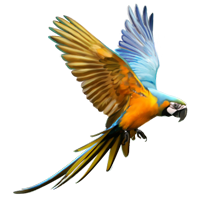 Macaw PNG - 5253