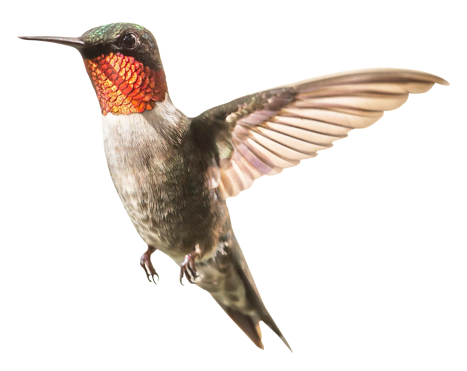 Hummingbird PNG - 9873
