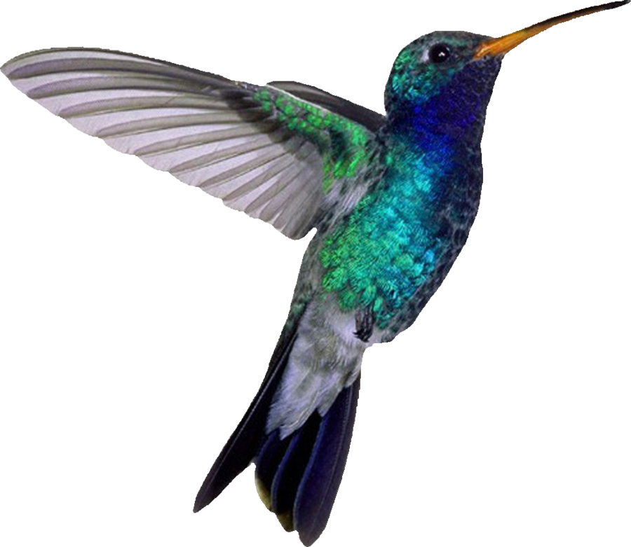 Hummingbird PNG - 9871