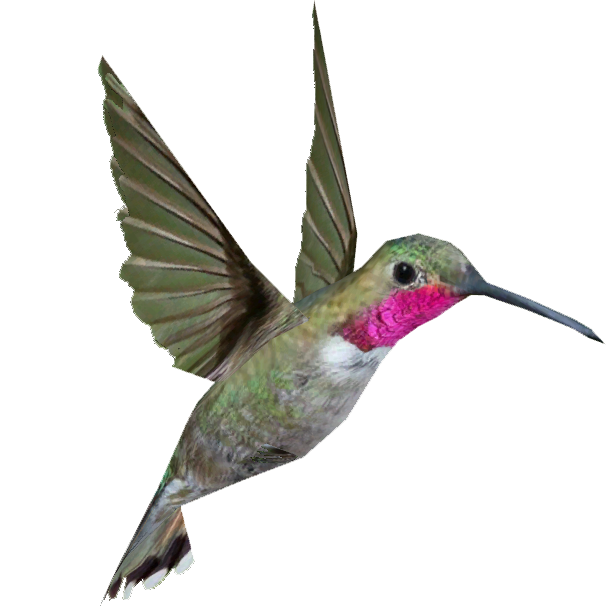 Hummingbird PNG - 9881
