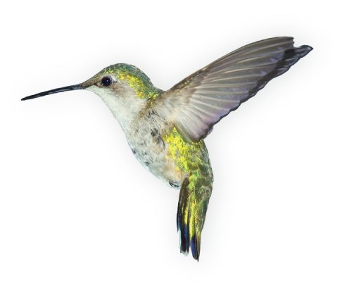 Hummingbird PNG - 9879