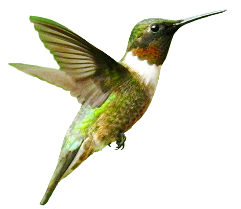 Hummingbird PNG - 9877