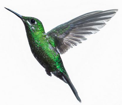 Hummingbird.png PlusPng.com 