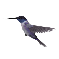 Hummingbird PNG - 9870