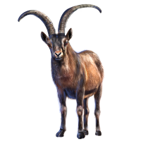 Ibex PNG - 49362