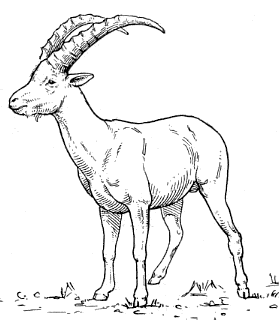 Ibex PNG - 49364