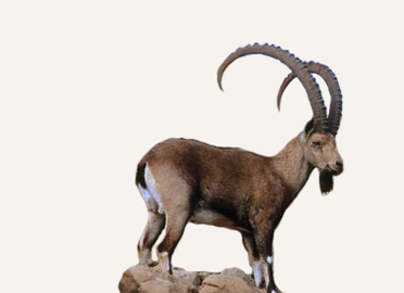 Ibex PNG - 49365