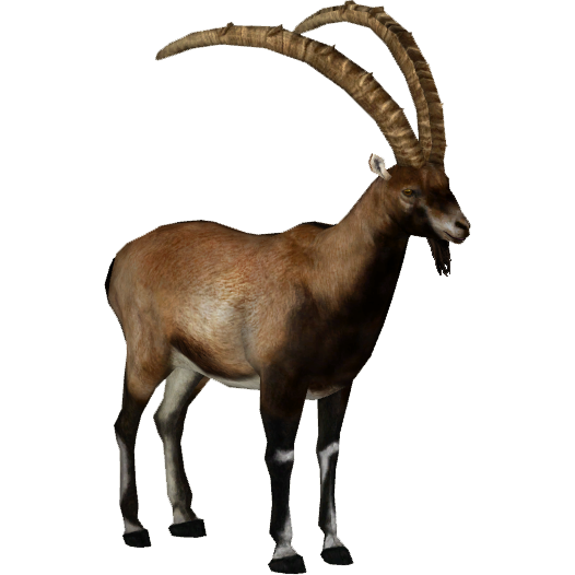 Ibex PNG - 49360