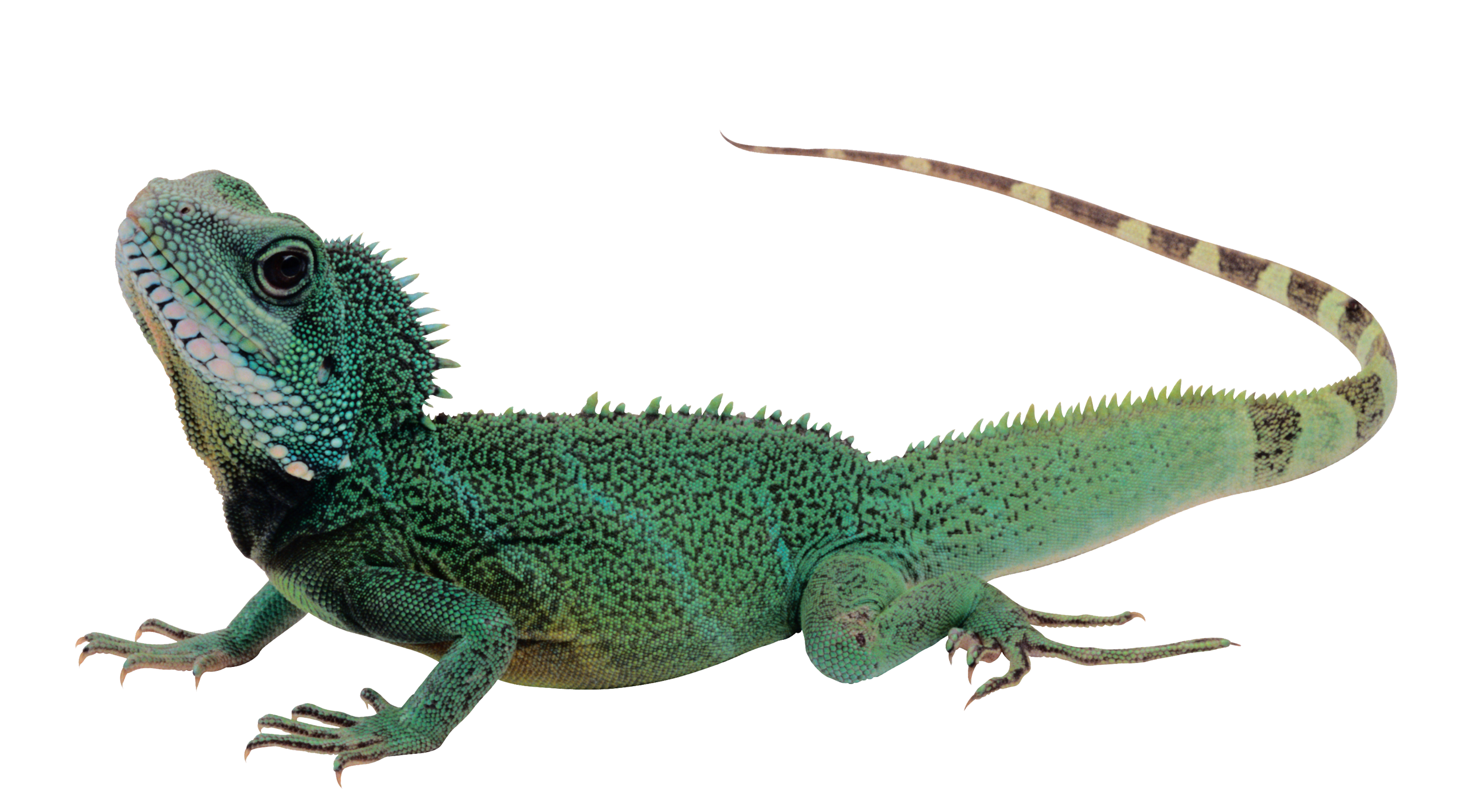 Iguana PNG - 23368