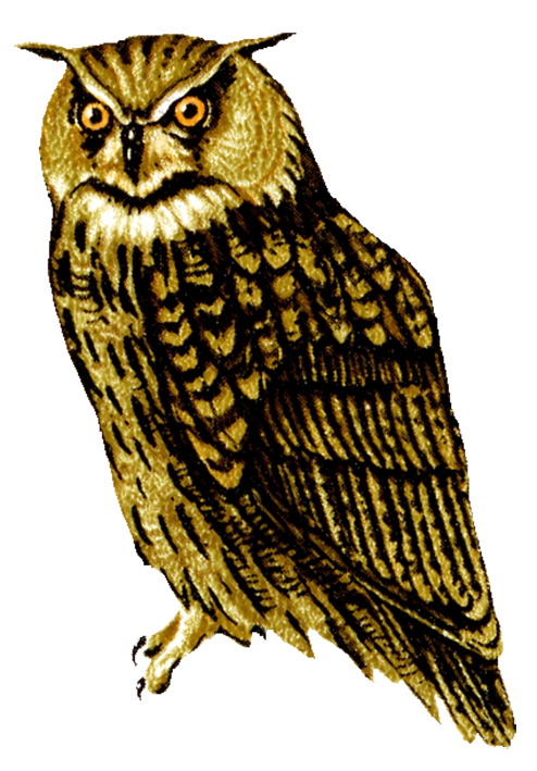 Images Owls PNG HD - 130339