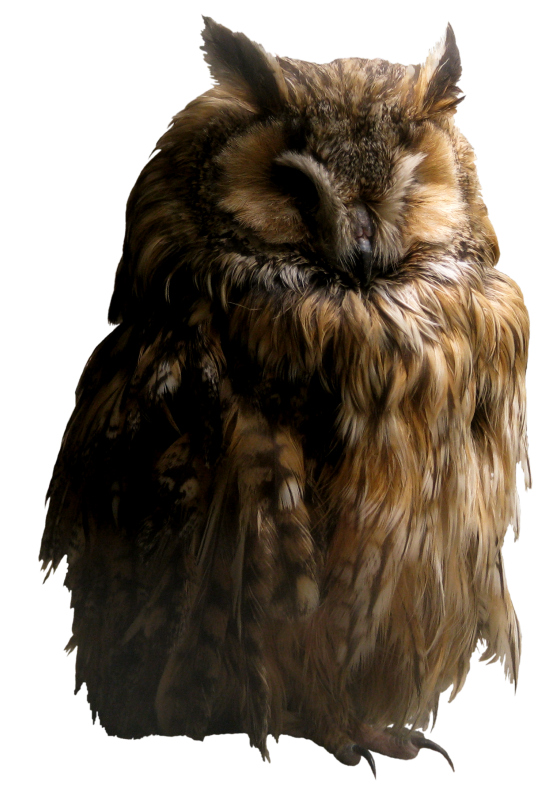 Images Owls PNG HD - 130343