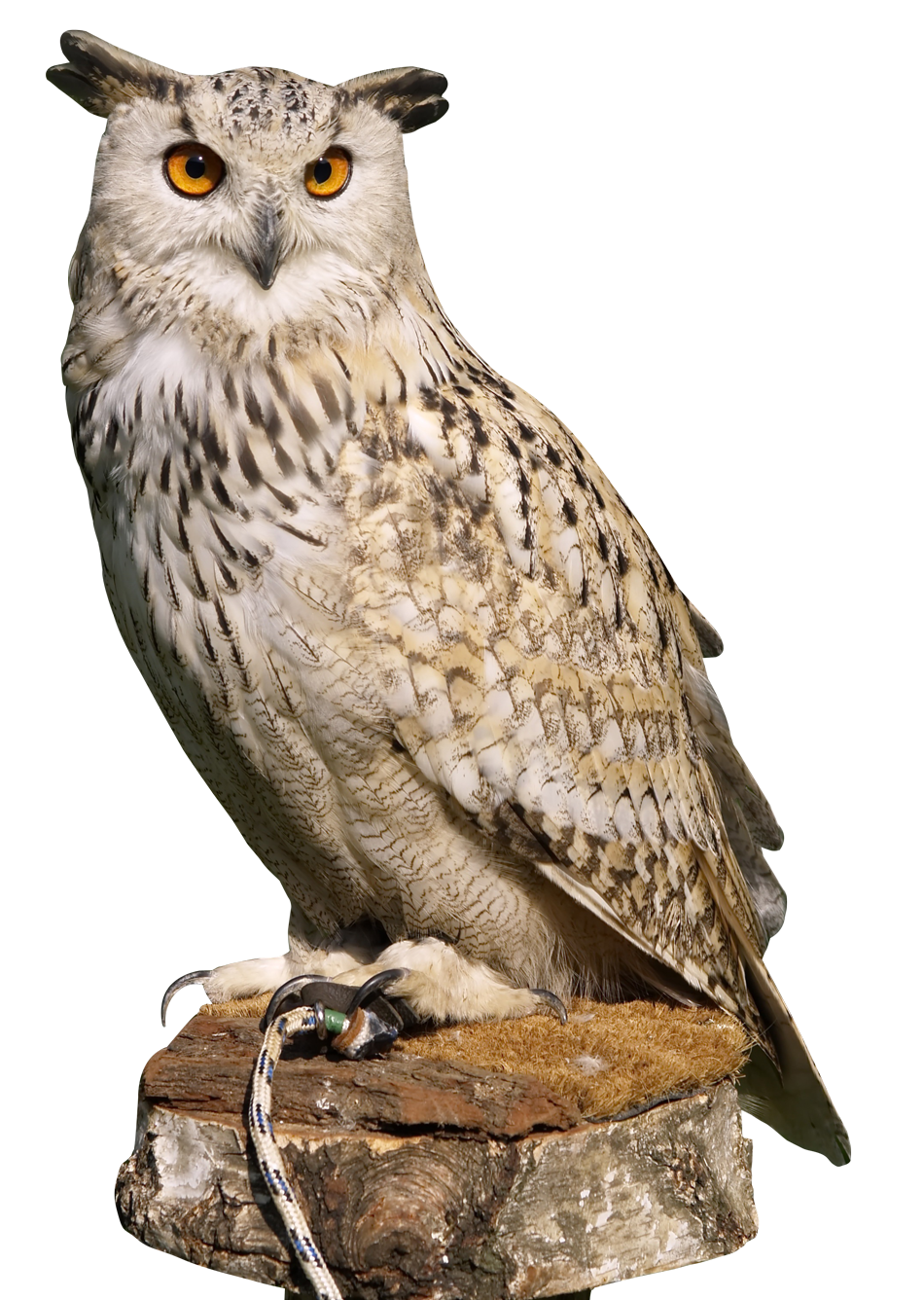 Great Horned Owl, Bubo Virgin