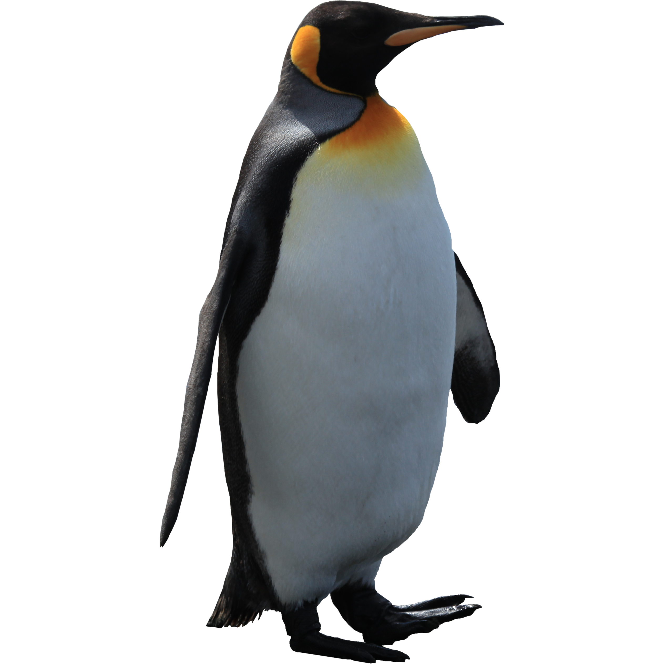 Penguin PNG - 1199