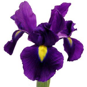 Iris Flower PNG HD - 138975