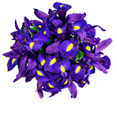 Iris Flower PNG HD - 138971