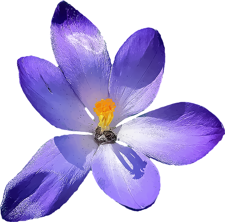 Iris Flower PNG HD - 138976