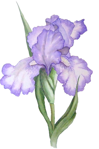 Iris Flower PNG HD - 138970