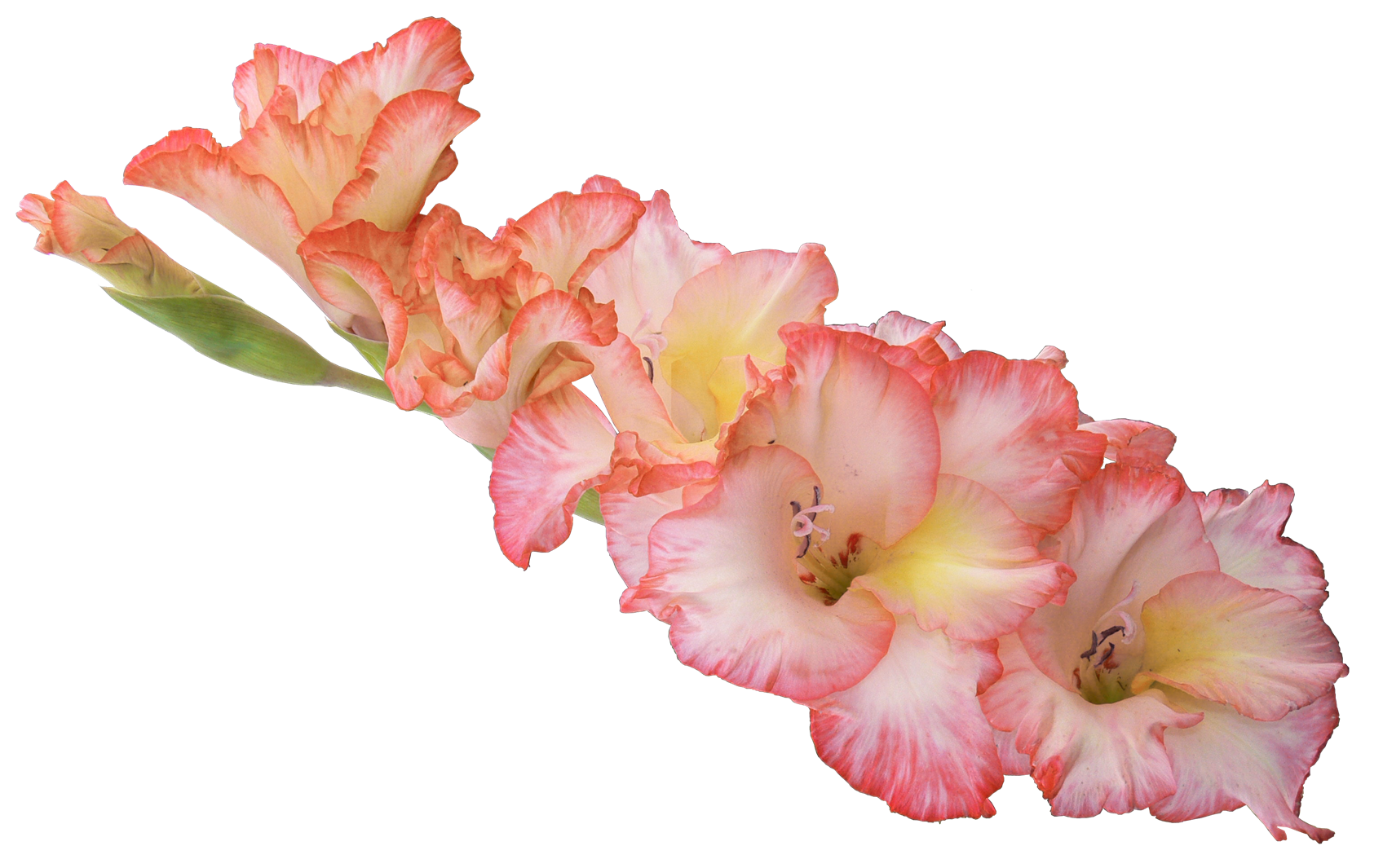 Iris Flower PNG HD - 138979