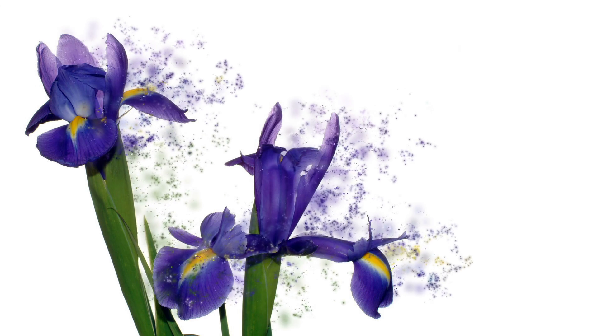 Iris Flower PNG HD - 138986