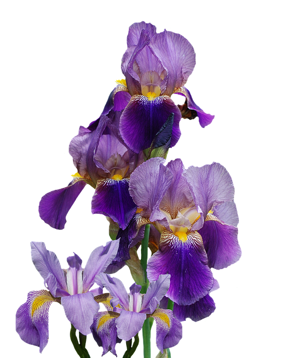 Iris flower against white, sc