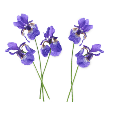 Iris Flower PNG HD - 138972