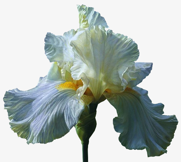 Iris Flower PNG HD - 138982