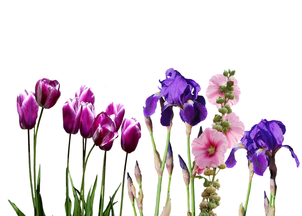Iris Flower PNG HD - 138983
