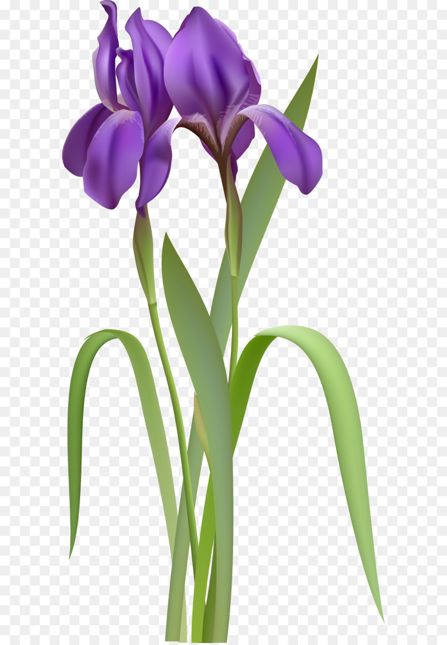 Iris, Flower, Nature, Isolate