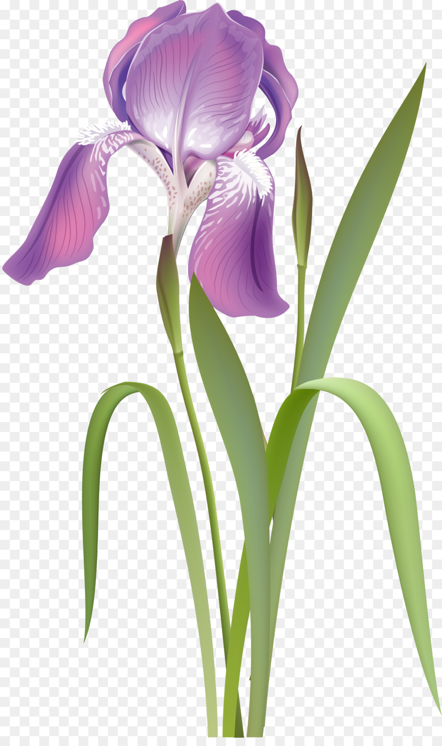 Iris Flower PNG HD - 138973