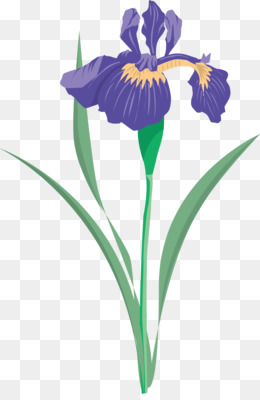 Iris Flower PNG HD - 138980