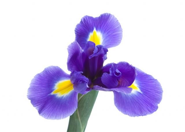 Iris versicolor Violet Flower