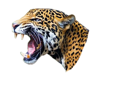 Jaguar Png Pic PNG Image