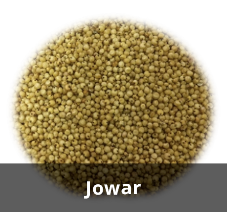 Jowar PNG - 48929