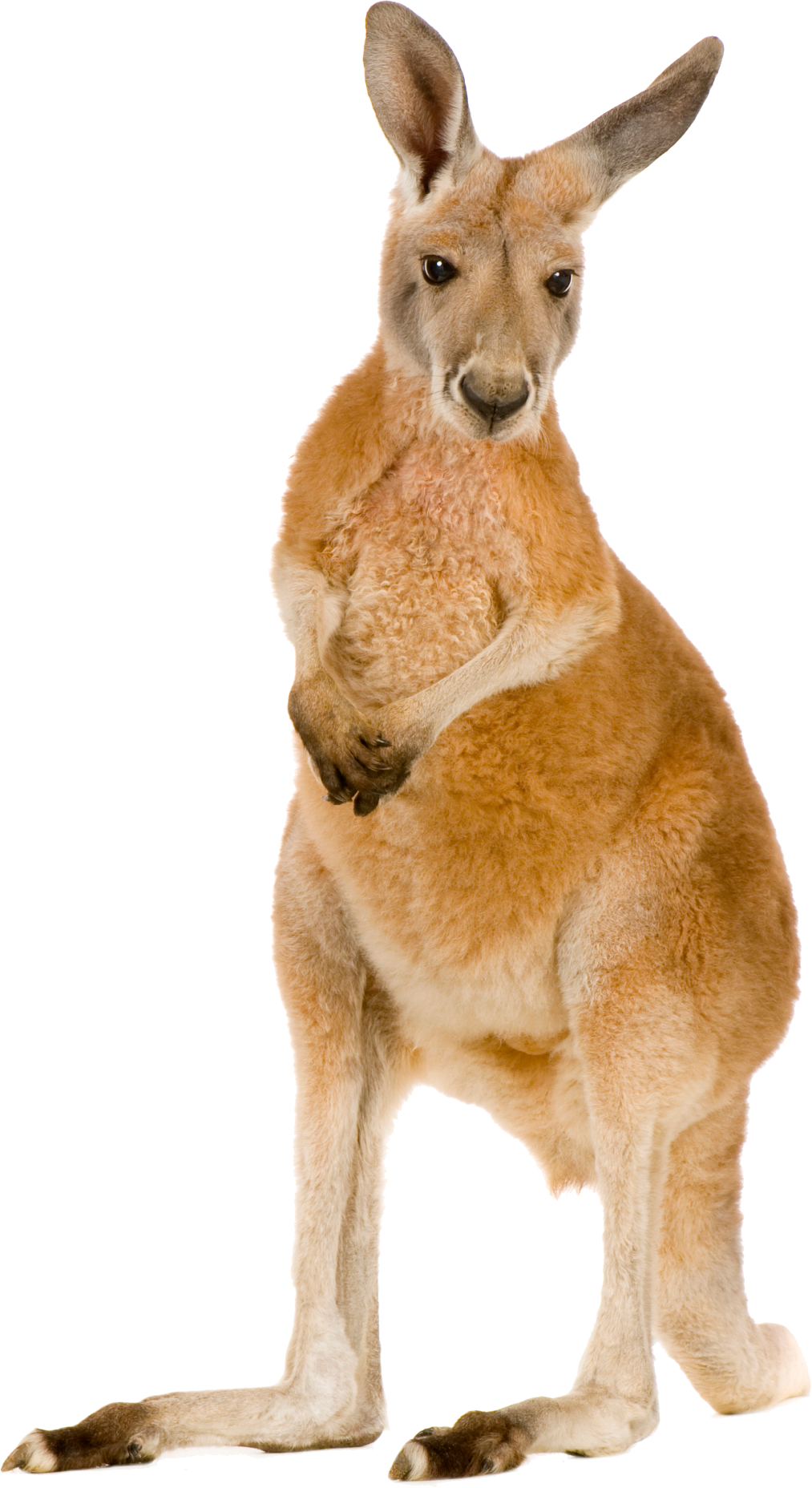 Kangaroo Logo Hopping Kangaro