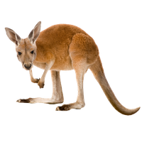 Kangaroo Transparent PNG Imag
