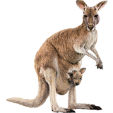 Kangaroo PNG - 14965