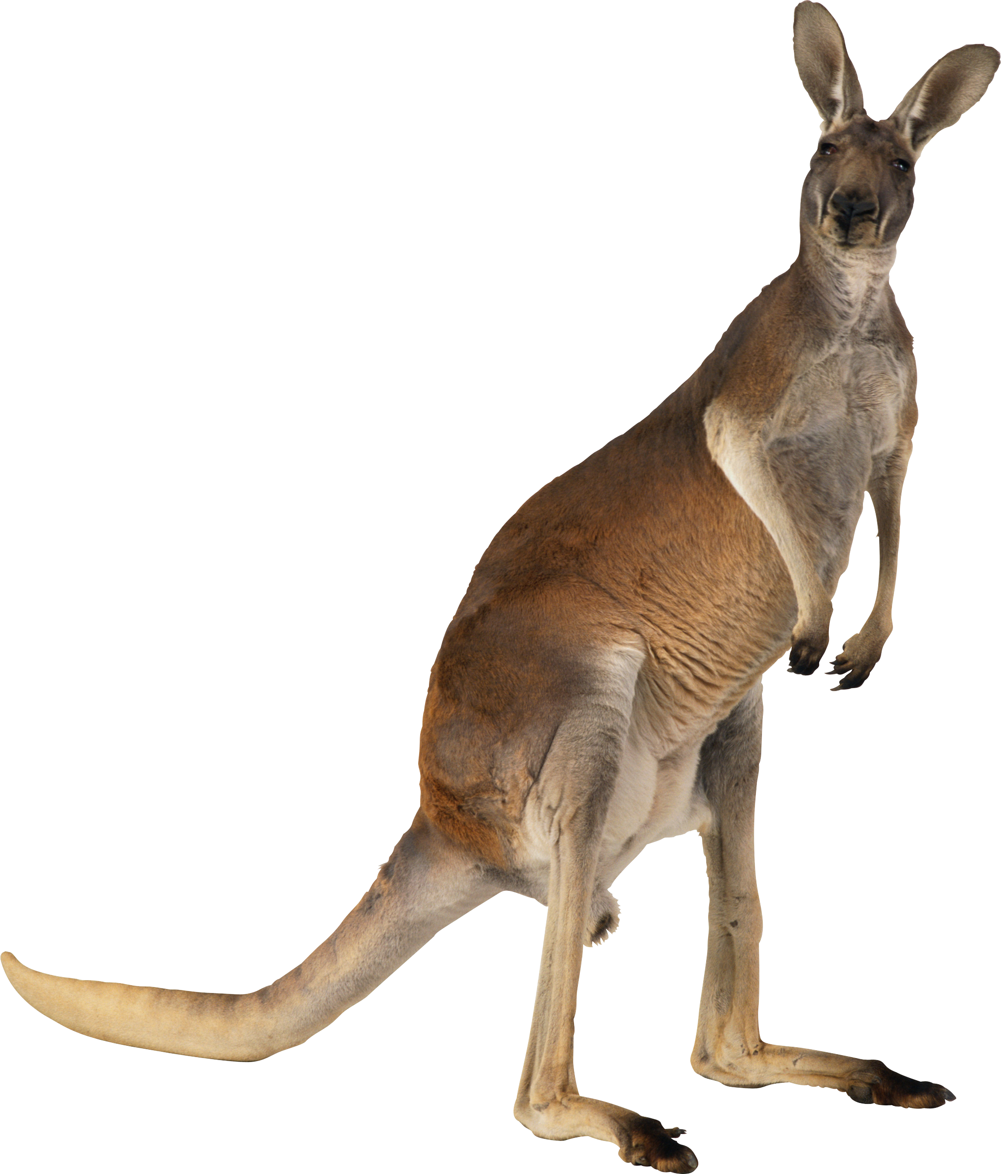 Kangaroo PNG - 14967