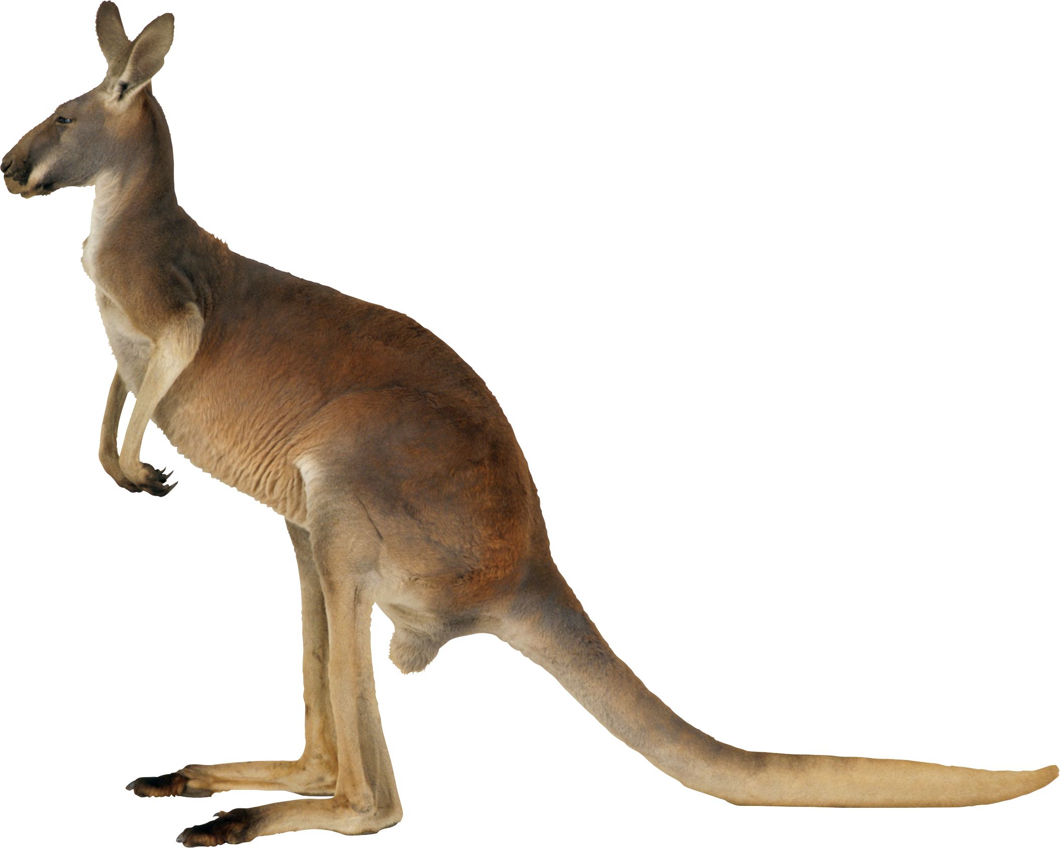 Kangaroo PNG - 14979