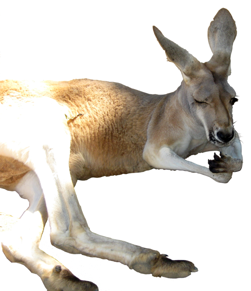 Kangaroo PNG - 14970