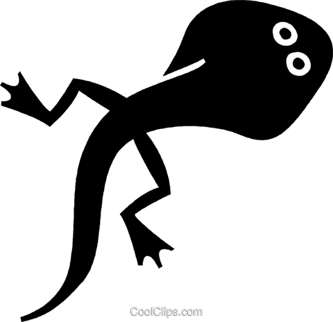 File:Metamorphosis frog Meyer