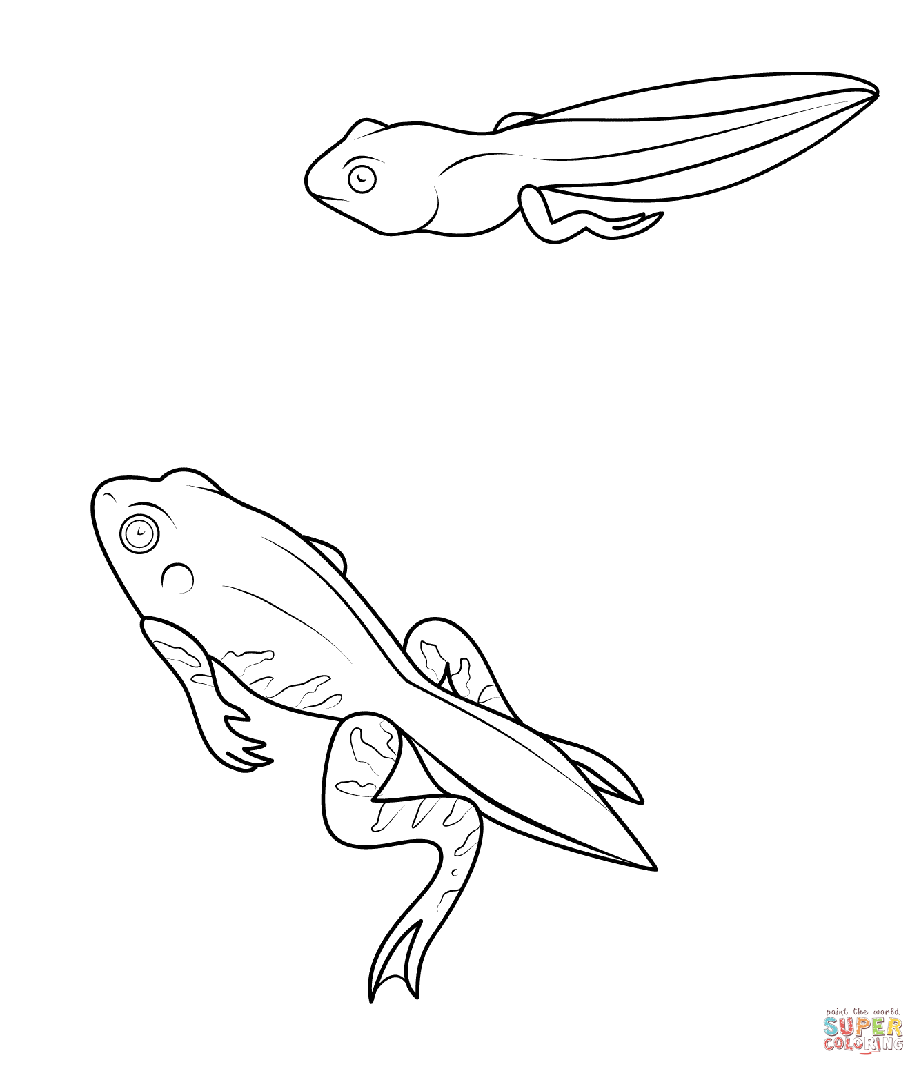 File:Metamorphosis frog Meyer
