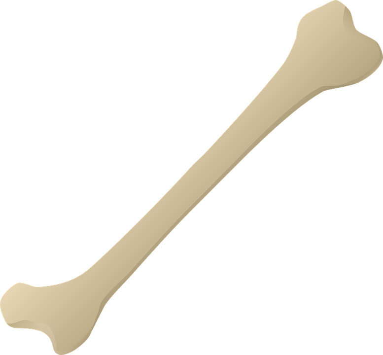 Bone, Bone Carving, Leg Bone,