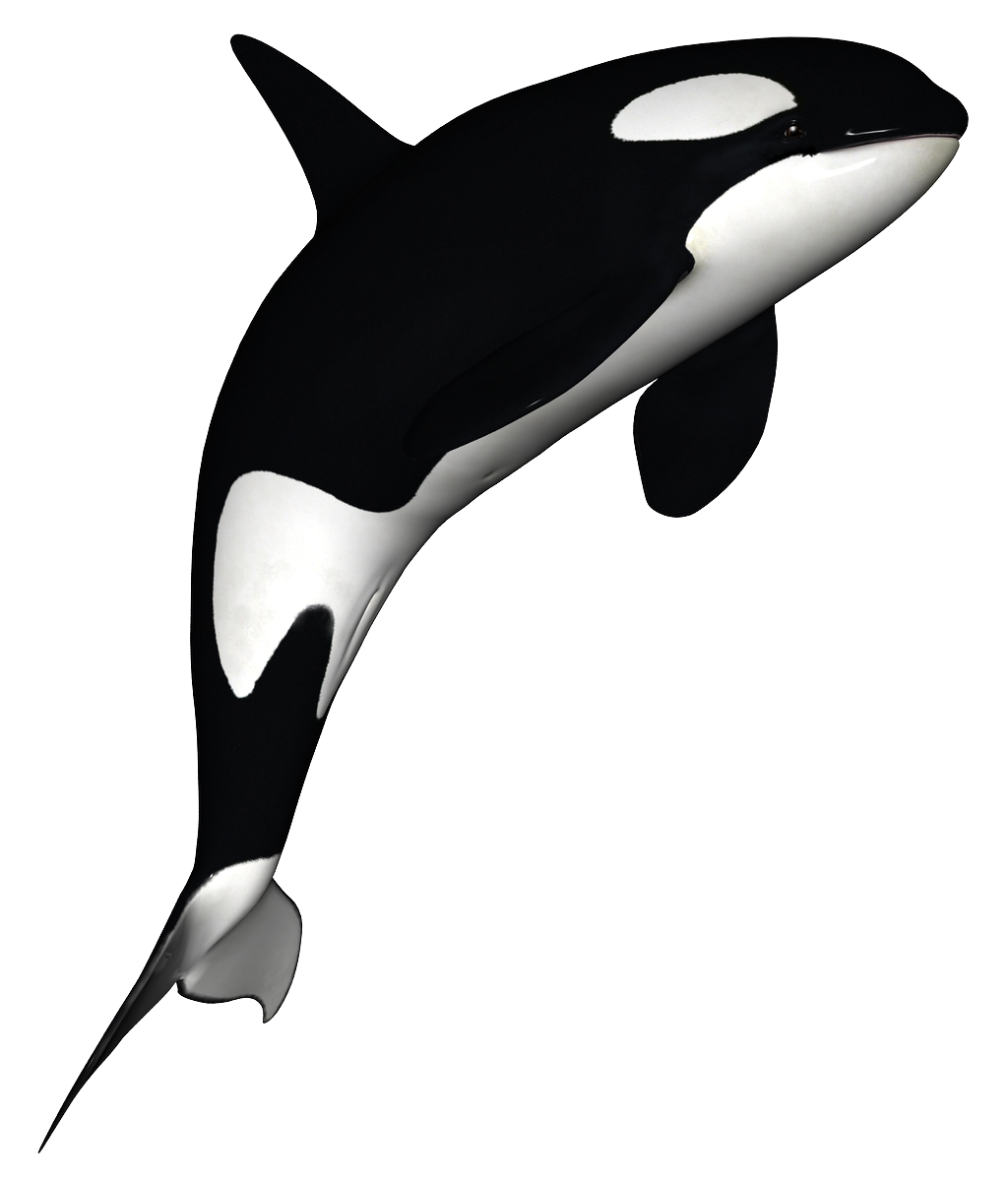 Killer Whale PNG - 14382