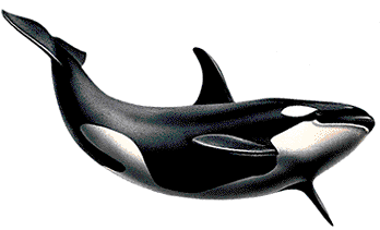 baby killer whale 3d dxf