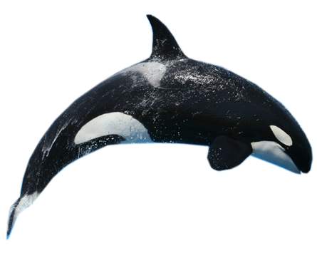 Killer Whale PNG - 14380