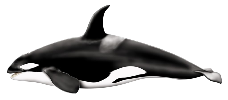 Killer Whale PNG - 14386
