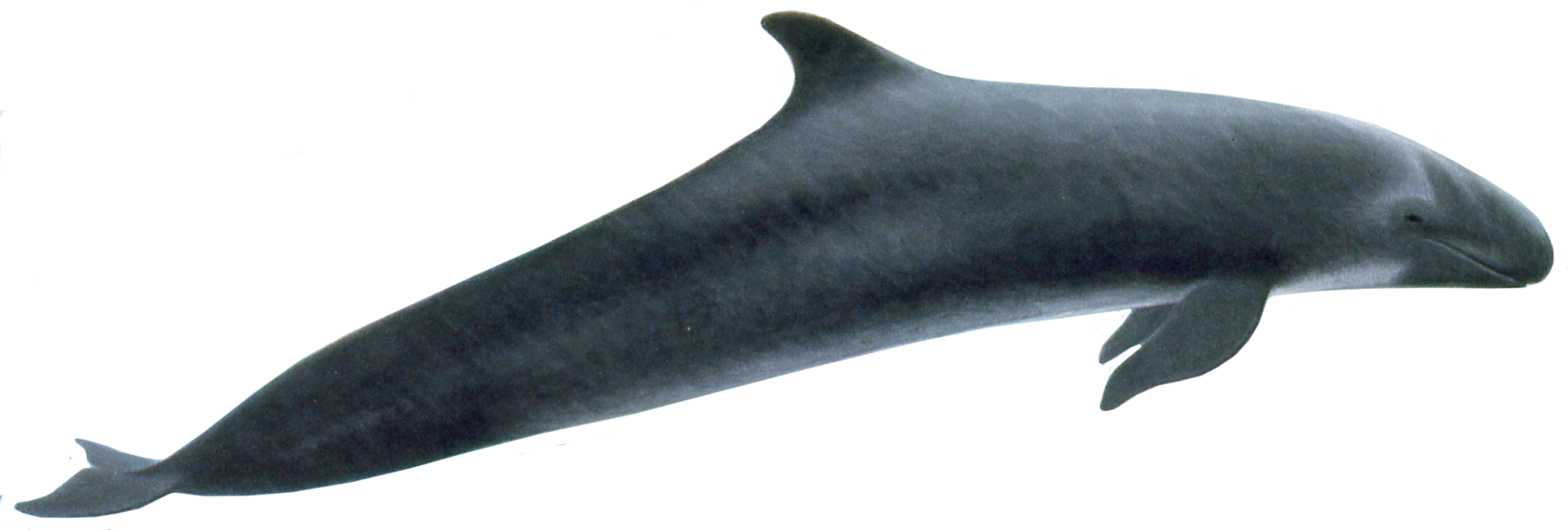 Killer Whale PNG - 14403