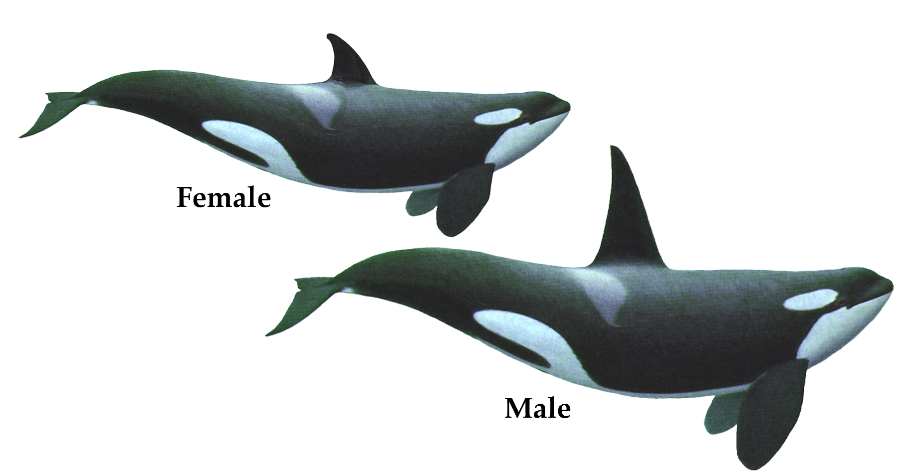 Killer Whale PNG - 14396